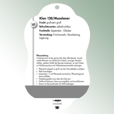 Bild Hängeetiketten Comfort Juglans regia Walnuss Klon 120/Moselaner