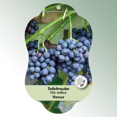 Bild Hängeetiketten Comfort Vitis vinifera Tafeltraube Venus