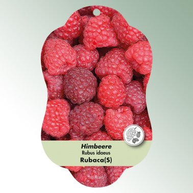 Bild Hängeetiketten Comfort Rubus idaeus Himbeere Rubaca(S)