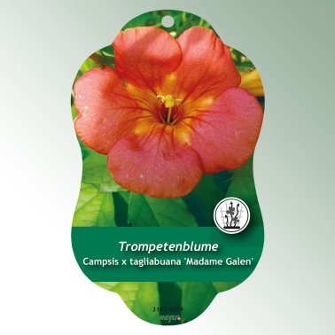 Bild Hängeetiketten Comfort Campsis x tagliabuana 'Madame Galen'