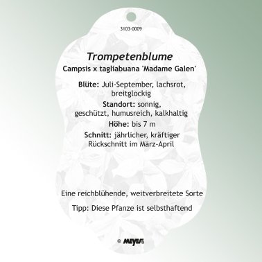 Bild Hängeetiketten Comfort Campsis x tagliabuana 'Madame Galen'