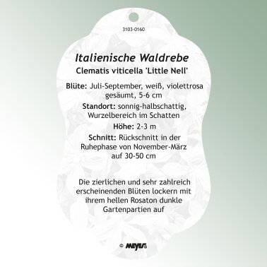 Image Hanging labels Comfort Clematis viticella 'Little Nell'
