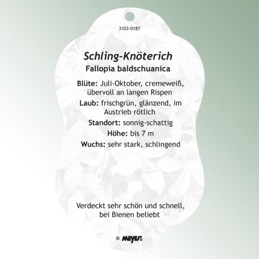 Image Hanging labels Comfort Fallopia baldschuanica syn. Polygonum aubertii