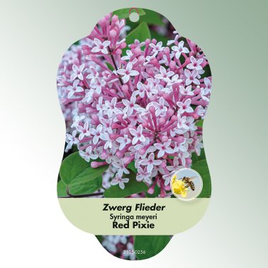Bild Hängeetiketten Laub Syringa meyeri 'Red Pixie'