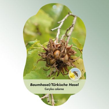 Bild Hängeetiketten Laub Corylus colurna Baumhasel/Türkische Hasel