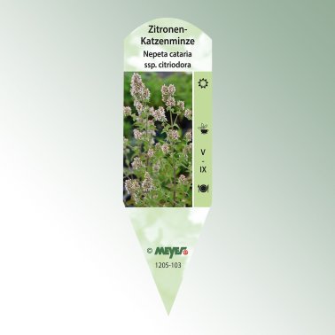 Bild Stecketiketten Favorit Nepeta cataria, ssp. Citriodora, weiß