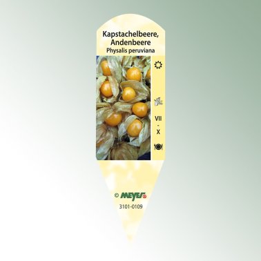 Bild Stecketiketten Favorit Physalis peruviana Kapstachelbeere, Andenbeere