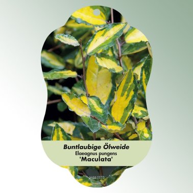 Bild Hängande etiketter Bladverk Elaeagnus pungens 'Maculata' brokig pil