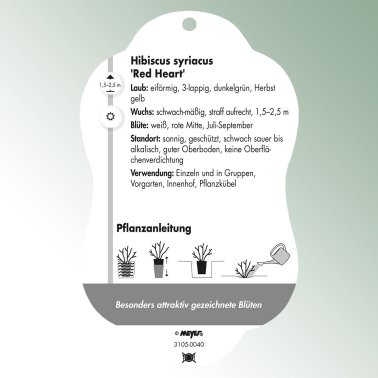 Bild Hängeetiketten Laub Hibiscus syriacus 'Red Heart'