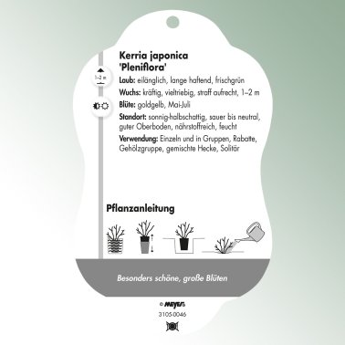 Bild Hängeetiketten Laub Kerria japonica 'Pleniflora' Gefüllter Ranunkelstrauch
