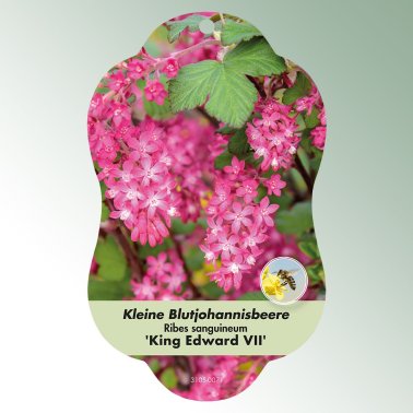 Bild Hängeetiketten Laub Ribes sangu. 'King Edward VII' Kleine Blutjohannisbeere