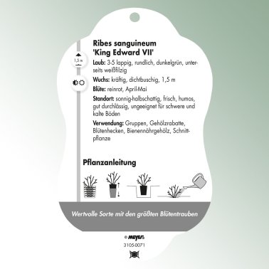 Bild Hängeetiketten Laub Ribes sangu. 'King Edward VII' Kleine Blutjohannisbeere