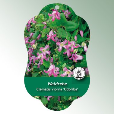 Bild Hängande etiketter Comfort Clematis viorna 'Odoriba'