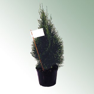 Standschild-DL 100 x 60 mm, weiß, unbedruckt, 50 Stück