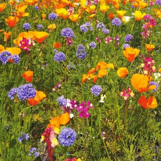 Heinzelmännchen långlivad perenn, 1 kg