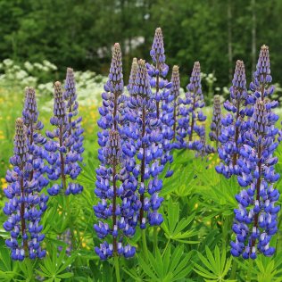 Kiepenkerl Fertiliser lupin, 5 kg