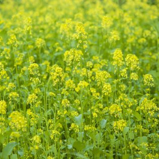 Kiepenkerl Yellow mustard, 2 kg