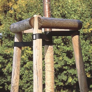 Baumpfähle (imprägniert)