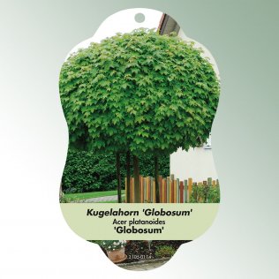 Bild Hängeetiketten Laub Acer platanoides 'Globosum'