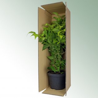 Pflanzenversandkarton K54 80 x 30 x 30 cm