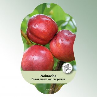 Bild Hängeetiketten Comfort Prunus persica v. nucipersica