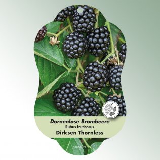 Bild Hängeetiketten Comfort Rubus fruticosus