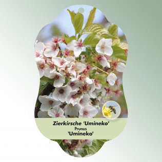 Bild Hängeetiketten Laub Prunus 'Umineko'