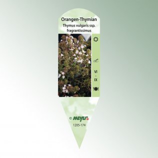 Bild Stecketiketten Favorit Thymus vulgaris