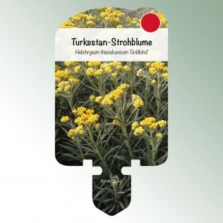 Bild Stecketiketten Stauden Helichrysum thiansh.'Goldkind'