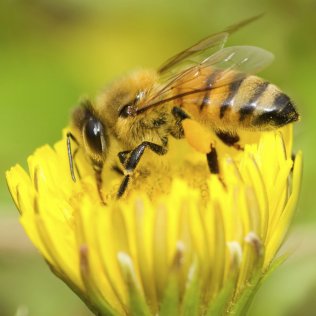Bienenfutterpflanze einjährig - 500 g
