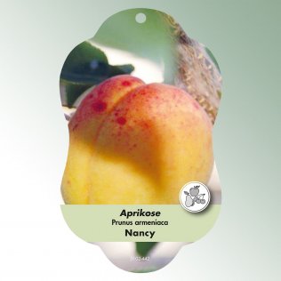 Bild Hängeetiketten Comfort Prunus armeniaca