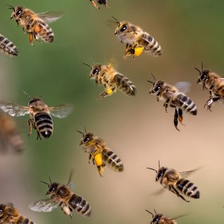 Bienenfutterpflanze mehrjährig - 500 g