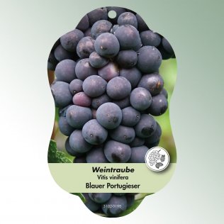 Bild Hängeetiketten Comfort Vitis vinifera