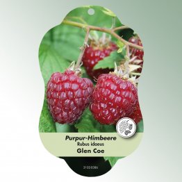 Bild Hängeetiketten Comfort Rubus idaeus