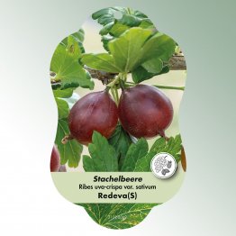Bild Hängeetiketten Comfort Ribes uva-crispa var. sativum