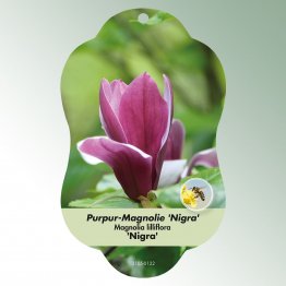 Bild Hängeetiketten Laub Magnolia lilliflora 'Nigra'