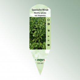 Bild Stecketiketten Favorit Mentha spicata var. hispanica