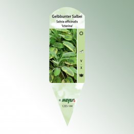 Bild Stecketiketten Favorit Salvia officinalis 'Icterina'