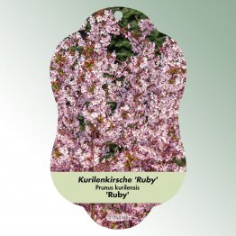Bild Hängeetiketten Laub Prunus kurilensis 'Ruby'