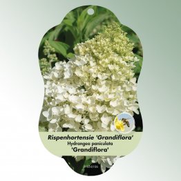 Bild Hängeetiketten Laub Hydrangea panic. 'Grandiflora'