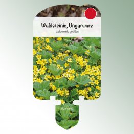 Bild Stecketiketten Stauden Waldsteinia geoides