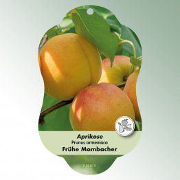 Bild Hängeetiketten Comfort Prunus armeniaca