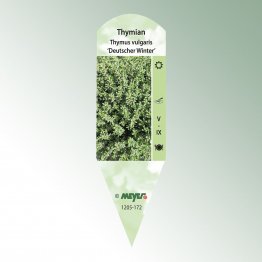 Bild Stecketiketten Favorit Thymus vulgaris