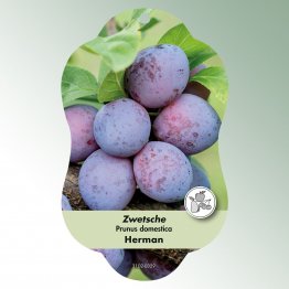 Bild Hängeetiketten Comfort Prunus domestica
