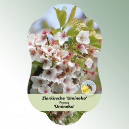 Bild Hängeetiketten Laub Prunus 'Umineko'