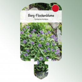 Bild Stecketiketten Stauden Centaurea montana