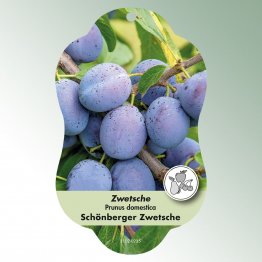 Bild Hängeetiketten Comfort Prunus domestica