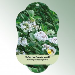 Bild Hängeetiketten Laub Hydrangea macrophylla