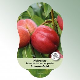Bild Hängeetiketten Comfort Prunus persica var. nuci.