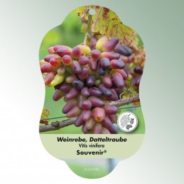 Bild Hängeetiketten Comfort Vitis vinifera
